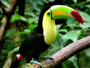 Belize Toucan