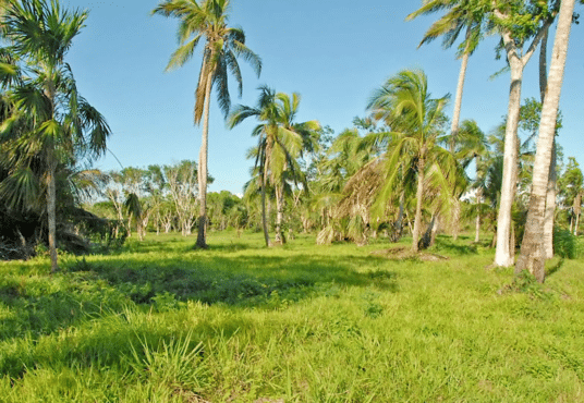 Lot-for-Sale-Belize-Real-Estates-Heaven-Point-1