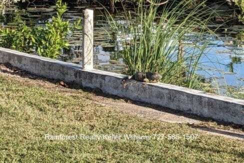 Belize-Home-Corozal-Four-Mile-Lagoon5