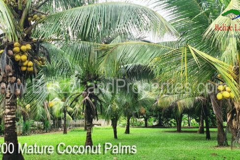 Coconut-Farm-for-sale-on-Mullins-River-Belize-scaled