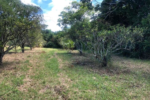 Farm-for-sale-in-Belize