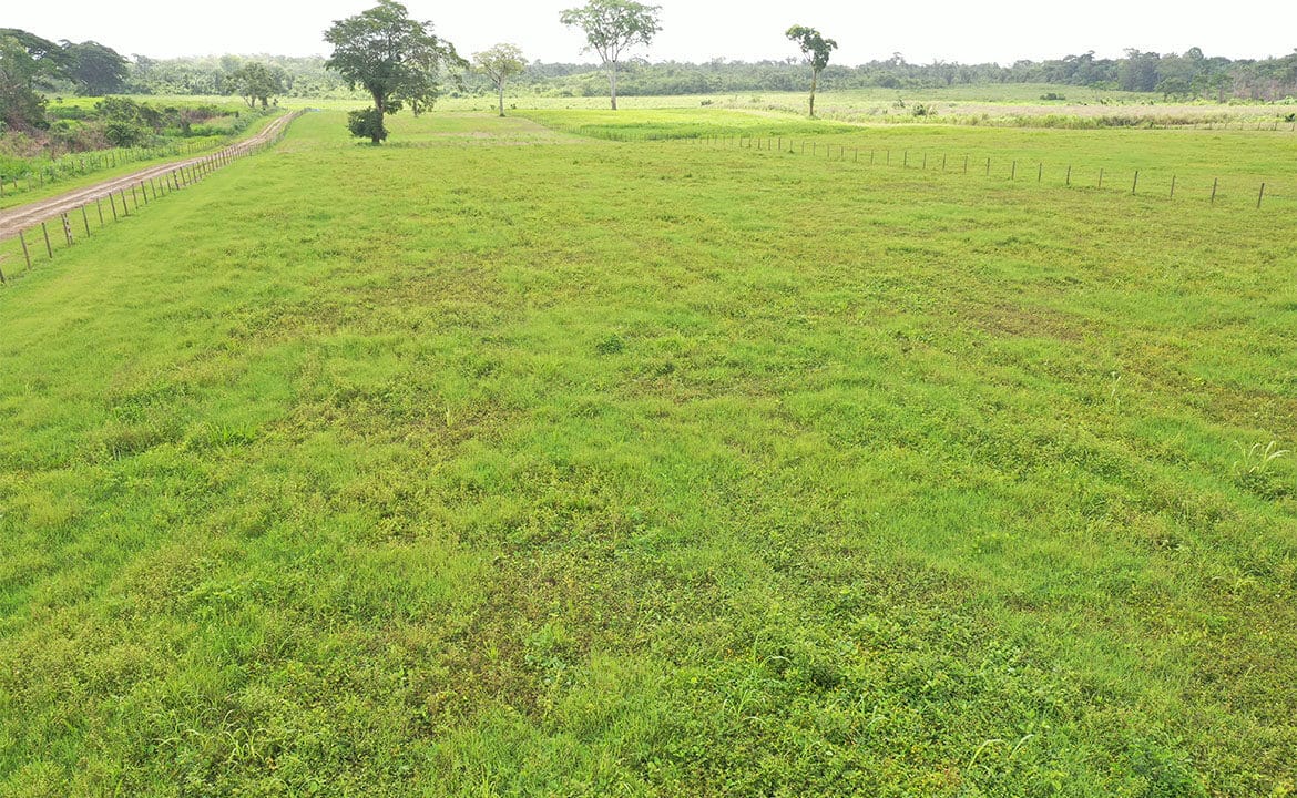 Farmland-in-Belize-1170x785