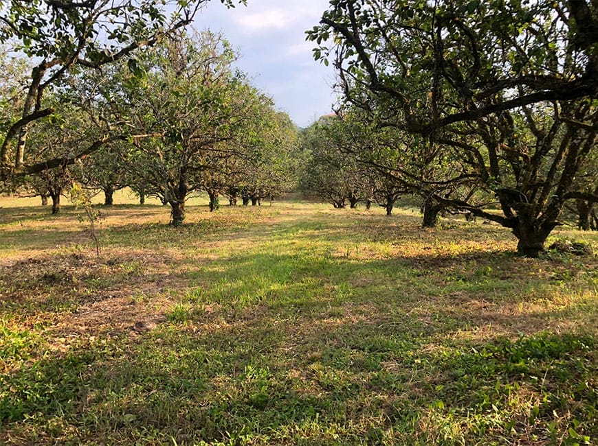 acreage-in-Belize-for-sale