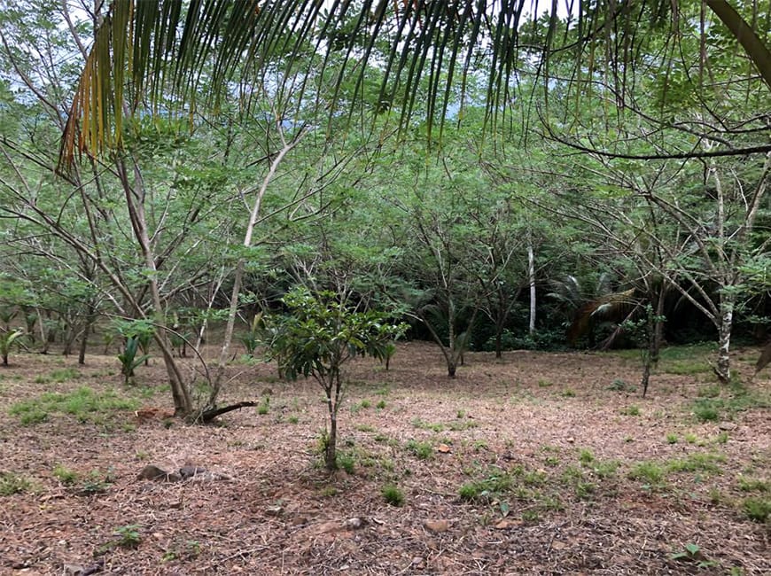 Jungle lots for Sale in Belize