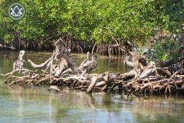 PI0025-Tarpon-Caye-Mangrove-scaled-270x180-c-center