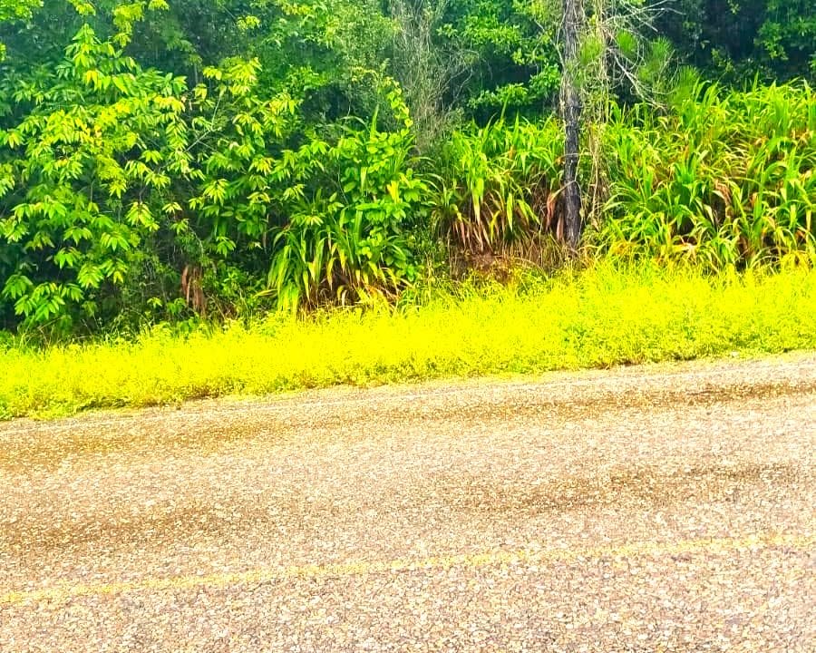 view-of-property-from-the-southern-highway